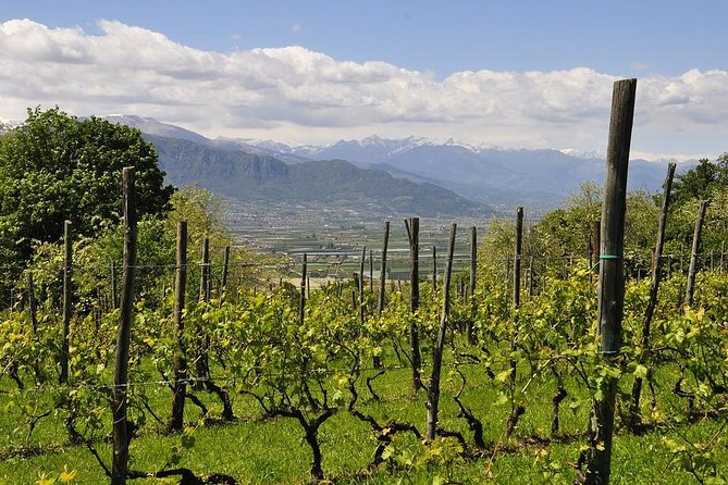 Piemonte Vineyards by Yourself From Turin by Luxury Van With English Chauffeur - Accessibility and Operating Hours