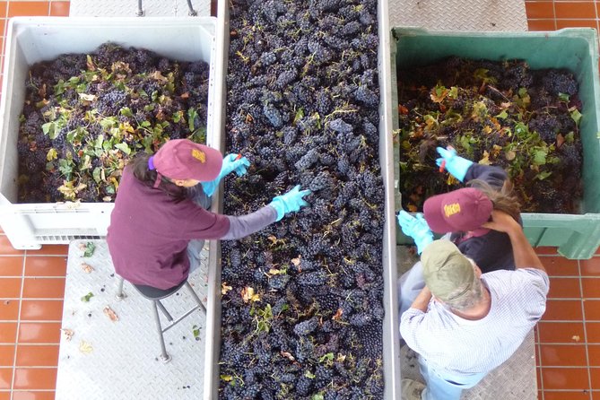 Pienza, Montalcino, Brunello Wine and Pecorino Cheese PRIVATE TOUR From FLORENCE - Tasting Renowned Brunello Wine