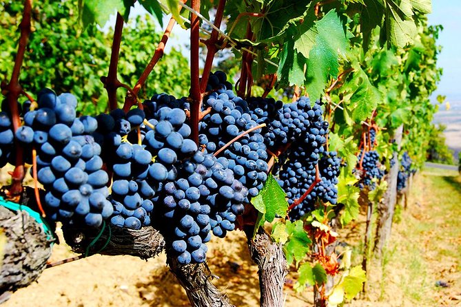 Pienza, Val Dorcia, Montalcino Wine and Pecorino Cheese PRIVATE TOUR From SIENA - Flexible Itinerary and Knowledgeable Guide