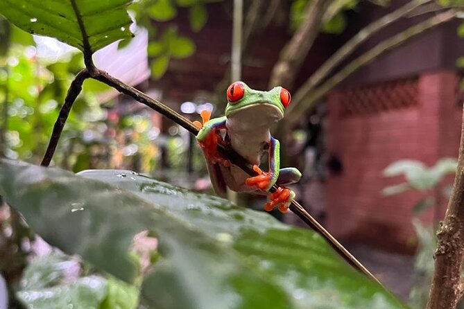 Pierrela Rain Forest - Key Points
