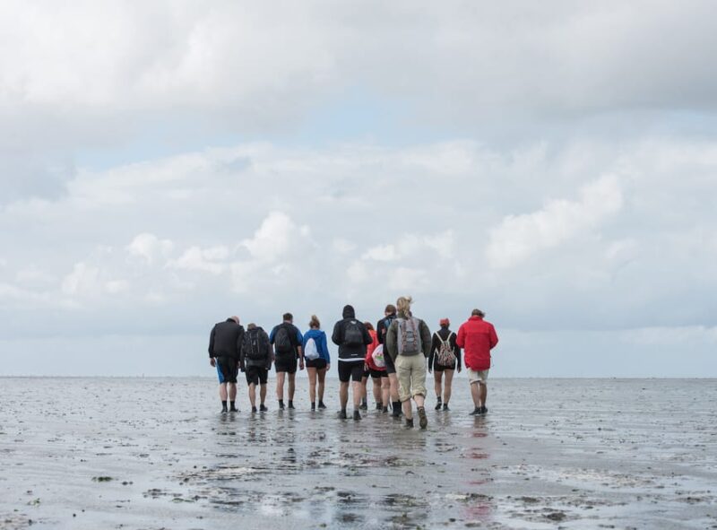Pieterburen: Wadden Sea Mudflats Guided Walking Tour - Key Points