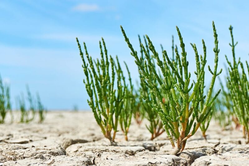 Pieterburen: Wadden Sea Mudflats Guided Walking Tour - What to Bring