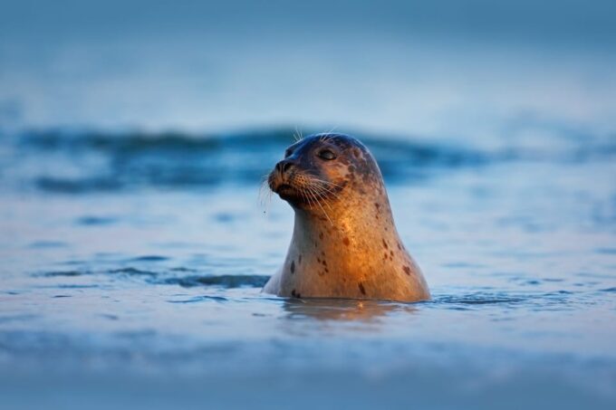 Pieterburen: Wadden Sea Mudflats Guided Walking Tour - Price and Duration