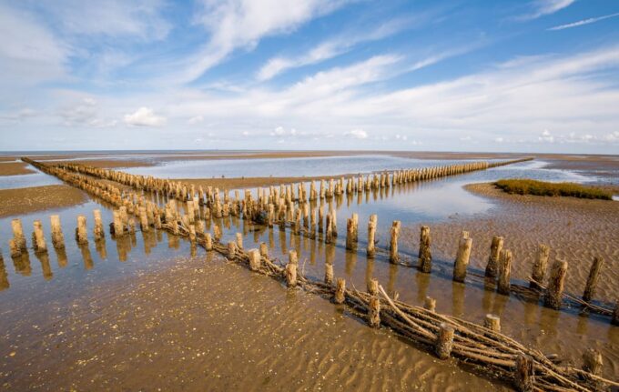 Pieterburen: Wadden Sea Mudflats Guided Walking Tour - Frequently Asked Questions