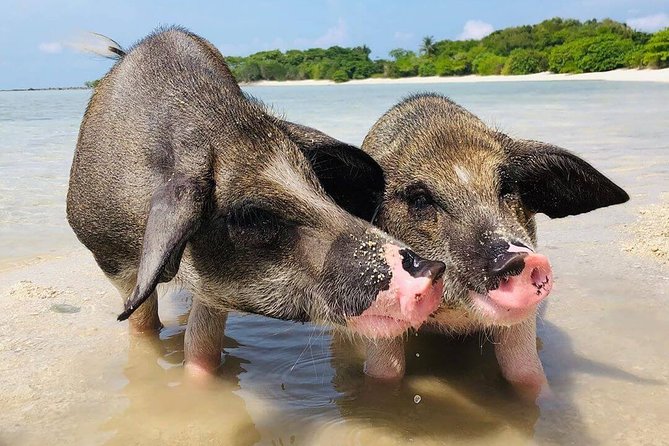 Pig Feeding, Kayaking, Snorkeling Trip at Pig Island By Speedboat From Koh Samui - Itinerary Details
