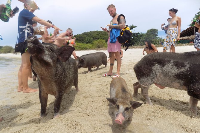 Pig Feeding, Kayaking, Snorkeling Trip at Pig Island By Speedboat From Koh Samui - Tour Safety and Recommendations