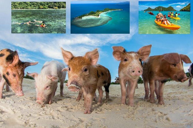 Pig Island Experience By Speed Boat, Snorkeling, Kayaking Relaxing on the Beach - An In-Depth Look at the Tour Experience