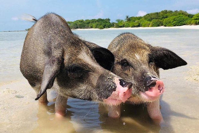 Pig Island Experience By Speed Boat, Snorkeling, Kayaking Relaxing on the Beach - Local Cuisine and Hospitality