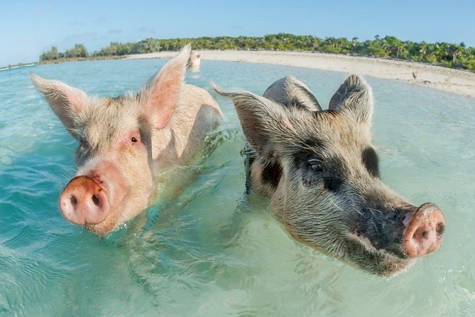 Pig Island Experience By Speed Boat, Snorkeling, Kayaking Relaxing on the Beach - Feedback and Customer Reviews
