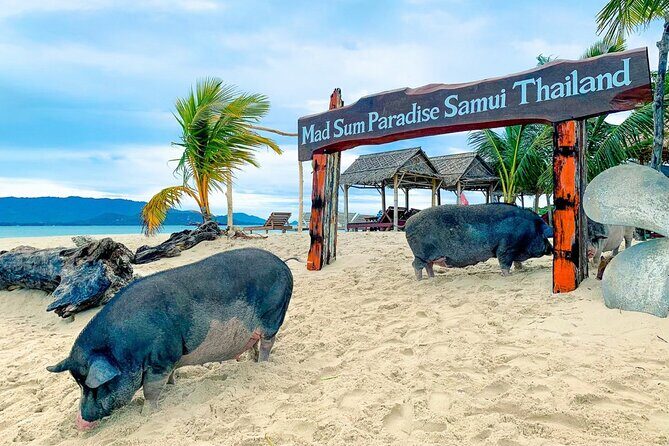 Pig Island (Koh Mudsum) and Koh Tan Tour with Meal from Koh Samui - The Experience’s Value and Who It’s Perfect For