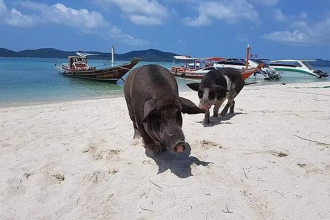 Pig Island ,Snorkeling, Private Long Tail Boat (Local Thai Experience) - Negative Experiences