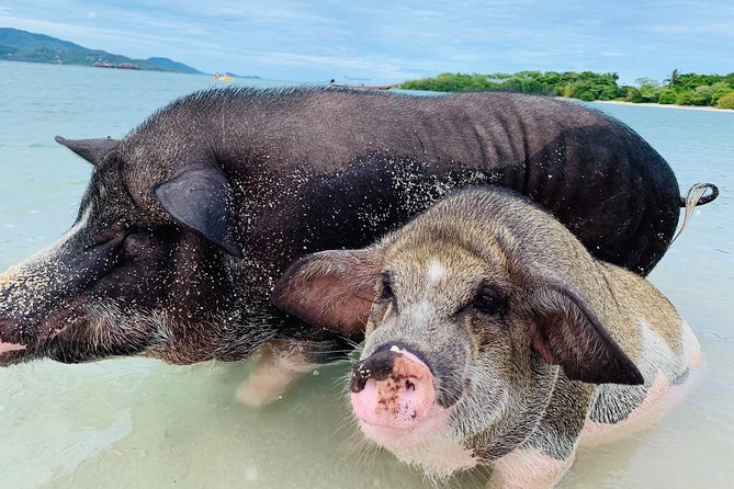 Pig Island Snorkeling & Sightseeing Tour By Speedboat From Koh Samui - Inclusions and Logistics
