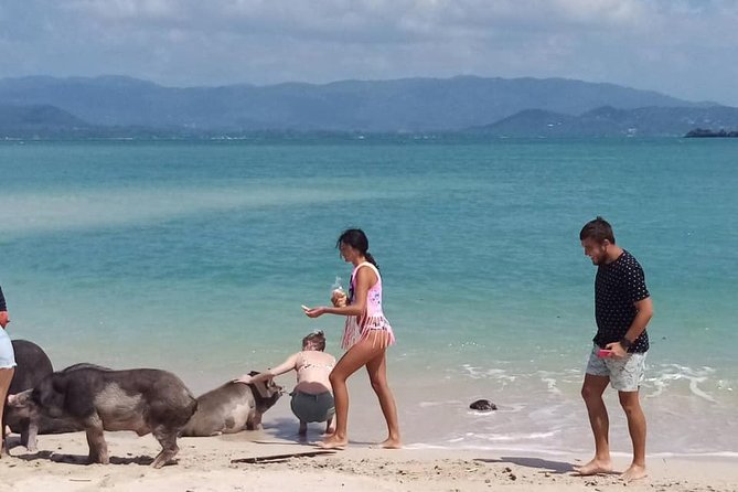 Pig Island Snorkeling & Sightseeing Tour By Speedboat From Koh Samui - Health and Safety Guidelines