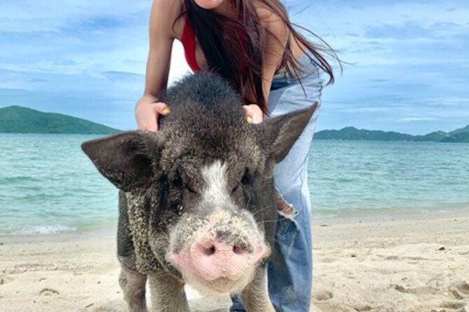 Pig Island Tour by Speedboat With Snorkeling - Traveler Experiences