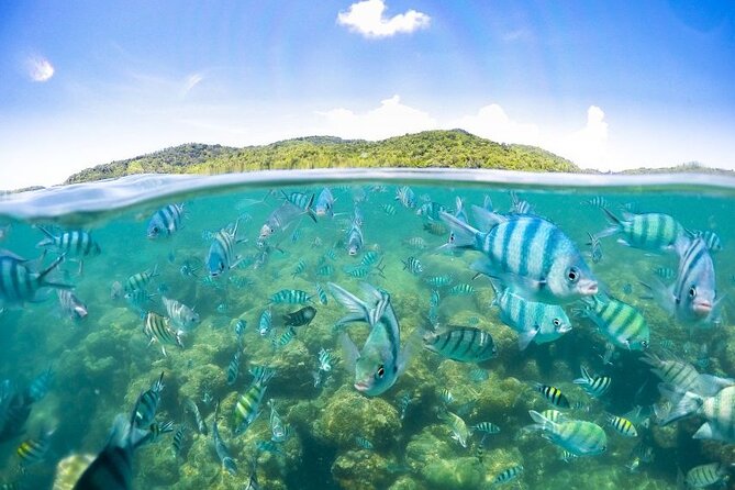 Pig Island Tour by Speedboat With Snorkeling - Booking and Cancellation Policy