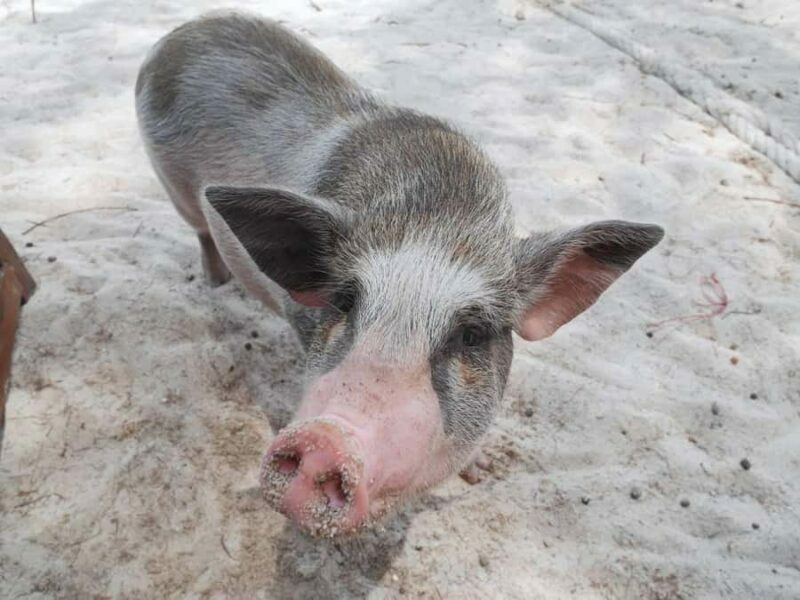 Pig Island(Koh Mudsum) and Koh Tan Half Day Snorkeling Tour - Key Points