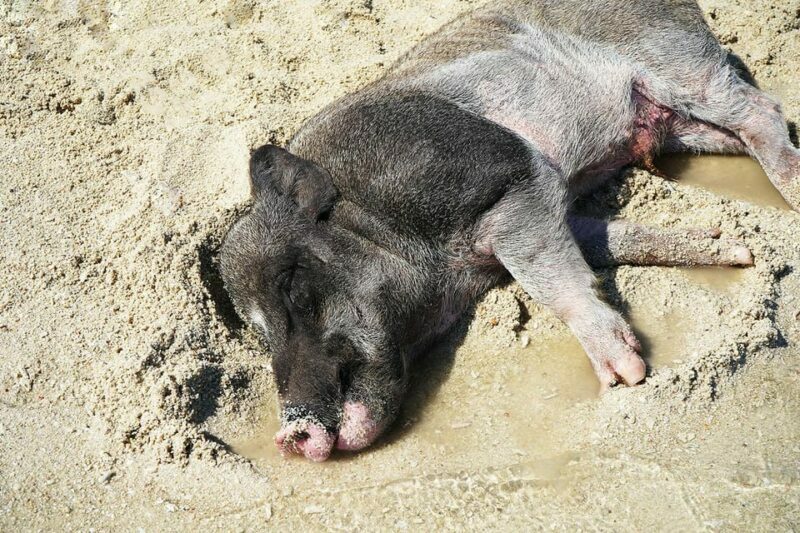 Pig Island(Koh Mudsum) and Koh Tan Half Day Snorkeling Tour - The Sum Up