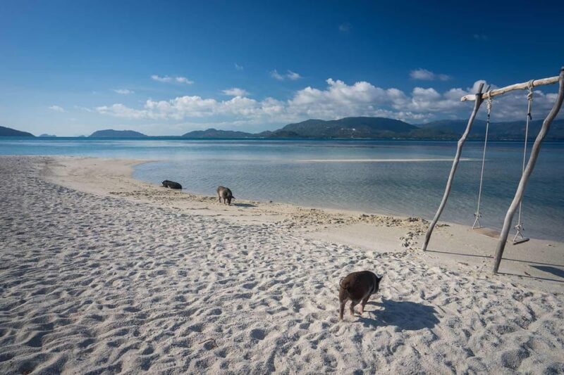Pig Island(Koh Mudsum) and Koh Tan Half Day Snorkeling Tour - Highlights of the Adventure