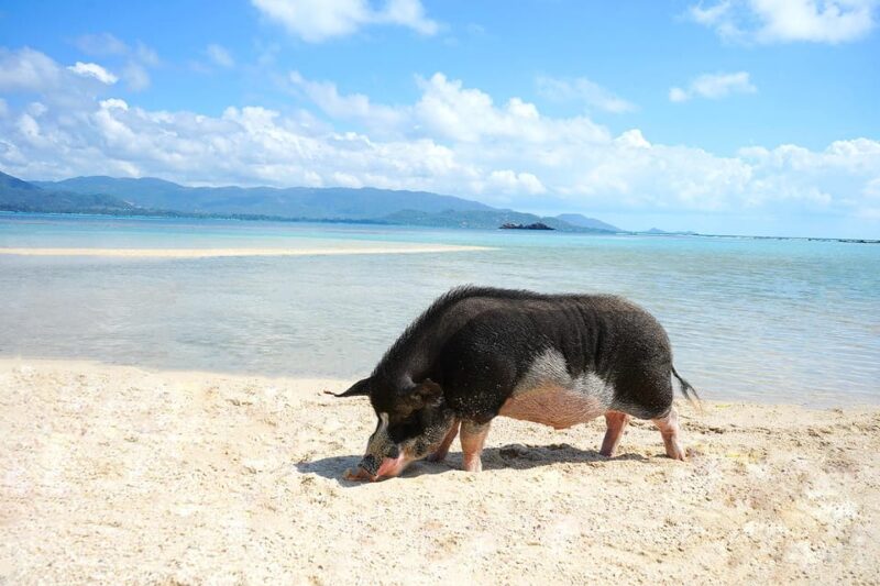 Pig Island(Koh Mudsum) and Koh Tan Half Day Snorkeling Tour - Restrictions and Limitations