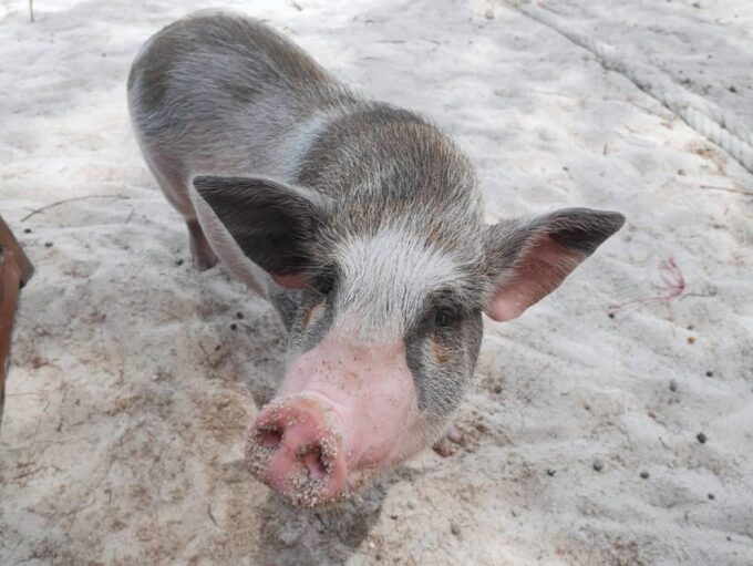 Pig Island(Koh Mudsum) and Koh Tan Half Day Snorkeling Tour - Snorkeling at Koh Tan