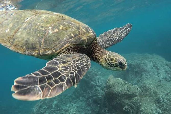Pigeon Island Snorkeling Swim with Sharks & Turtles - Key Points