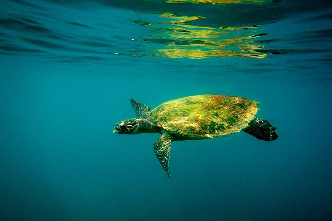 Pigeon Island Snorkeling Tour in Trincomalee - Accessibility and Suitability
