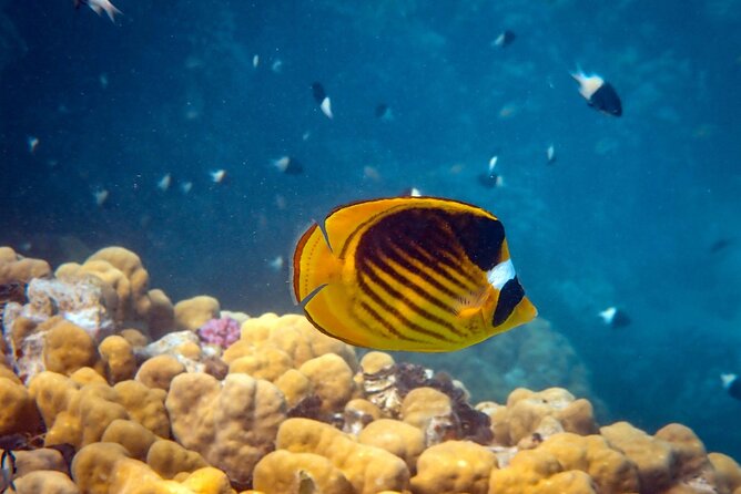 Pigeon Island Snorkeling Tour in Trincomalee - Pigeon Island Destination