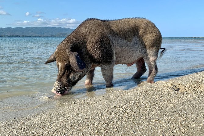 Pigs Island Exclusive Semi VIP - Tour Inclusions