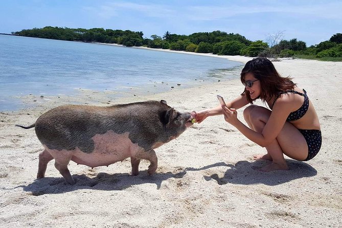 Pigs Island Exclusive Semi VIP - Customer Feedback and Response