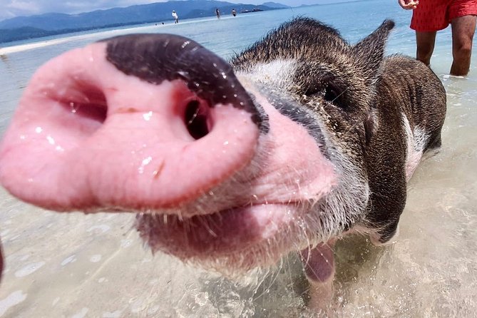 Pigs Island Exclusive Semi VIP - Additional Considerations