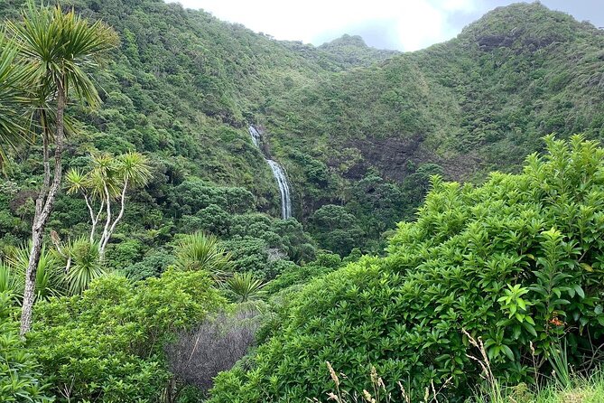 Piha Waitakere Rainforest Wine Tour From Auckland - Wine Tastings