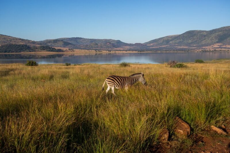 Pilanesberg: 2 Day 3-Star Pilanesberg Safari - Dinner Prepared by Guide