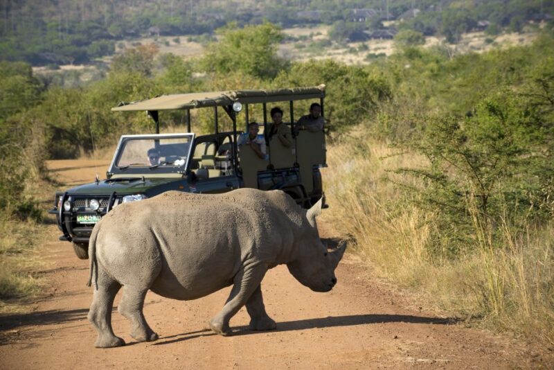 Pilanesberg: 2 Day 3-Star Pilanesberg Safari - Early Morning Sunrise Game Drive