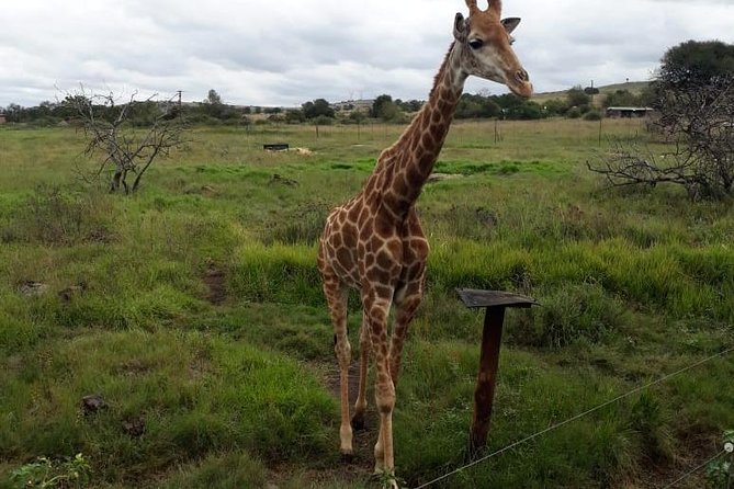 Pilanesberg and Sun City Tour - Overview of the Tour