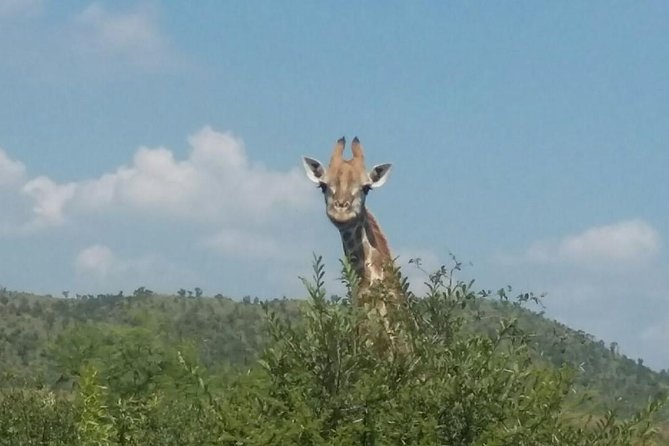 Pilanesberg Camping Safari From Johannesburg - Search for Big Five