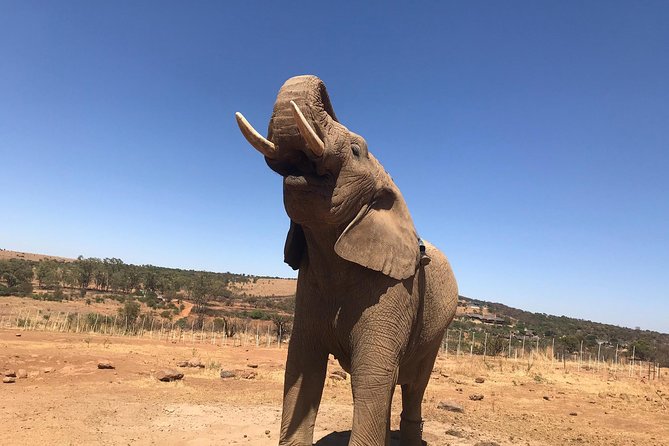 Pilanesberg Camping Safari From Johannesburg - Overnight Safari Tents