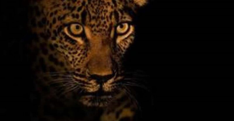 Pilanesberg : Evening Night Safari Drive - Overview and Pricing