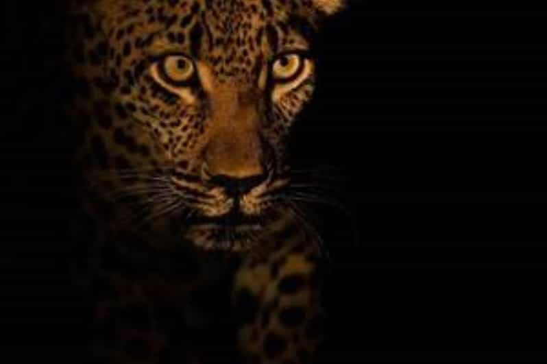 Pilanesberg : Evening Night Safari Drive - Frequently Asked Questions