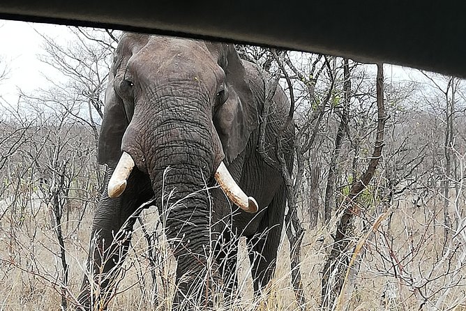 Pilanesberg Full Day Safari Private - Accessibility and Inclusivity