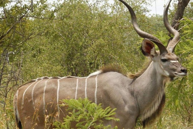 Pilanesberg Full Day Safari Private - Booking and Pricing Details