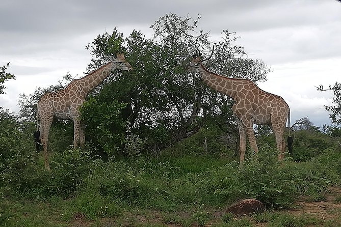 Pilanesberg Full Day Safari Private - Guest Reviews and Ratings