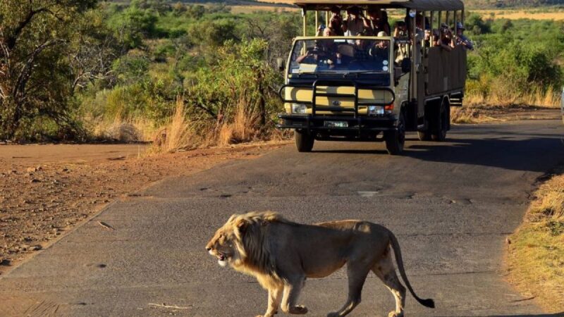 Pilanesberg Full-Day Shared Safari With Sun City Visit - Opportunity to See Wildlife