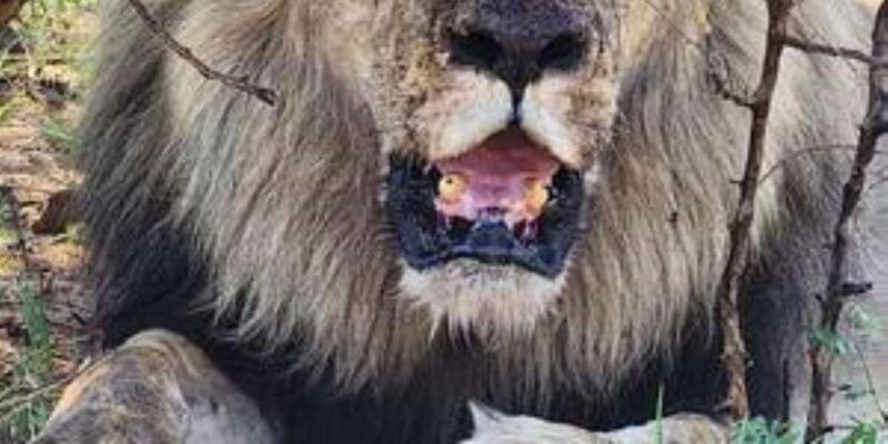 Pilanesberg : Game Drive With Lunch - Bakubung Gate - Whats Included