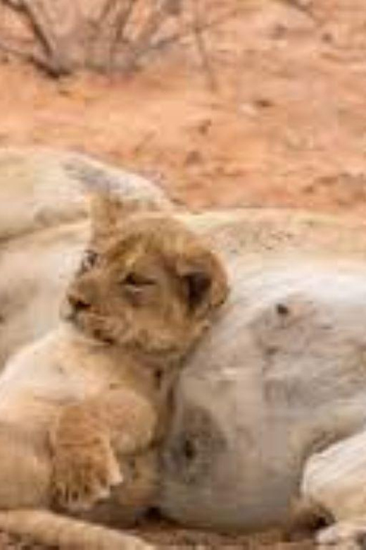 Pilanesberg : Game Drive With Lunch - Bakubung Gate - What to Bring