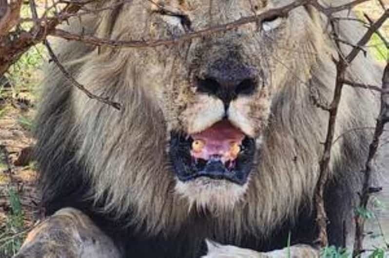 Pilanesberg : Game Drive With Lunch - Bakubung Gate - Getting to Pilanesberg