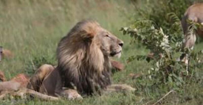 Pilanesberg : Game Drive With Lunch - Manyane Gate - Key Points