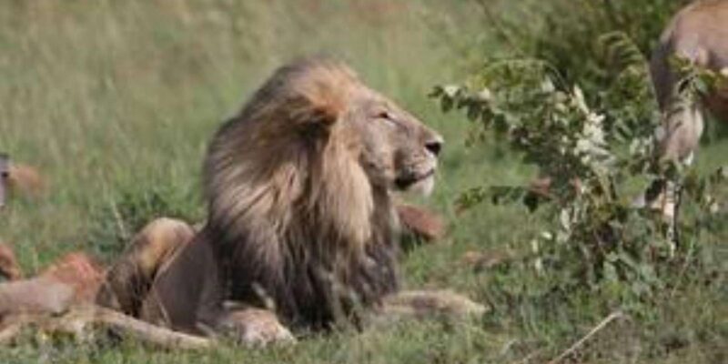 Pilanesberg : Game Drive With Lunch - Manyane Gate - Inclusions