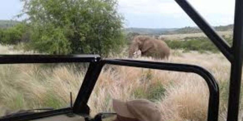 Pilanesberg : Game Drive With Lunch - Manyane Gate - What to Bring
