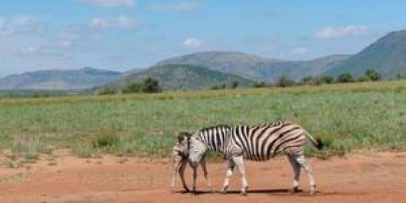 Pilanesberg : Game Drive With Lunch - Manyane Gate - Prohibited Items