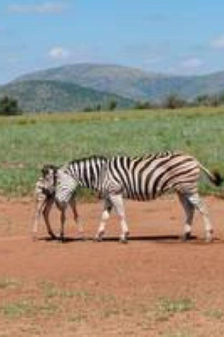 Pilanesberg : Game Drive With Lunch - Manyane Gate - Frequently Asked Questions